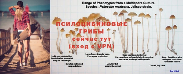 первитин Богданович